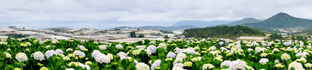 Field of hydrangeas flowers, these beautiful flowers are grown at land Da Lat, Vietnam