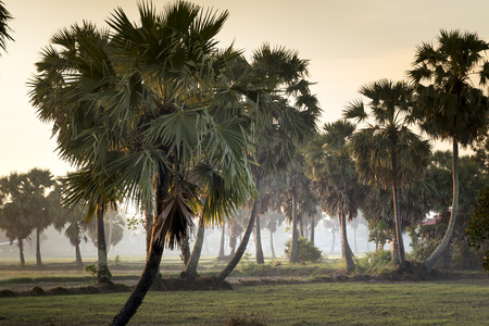 Beautiful landscape of nature with dramatic cloudscape, row of palm trees in silhouette reflect on the surface water of the river at sunrise at Tinh Bien , An Giang province, Mekong Delta, Vietnamの写真素材