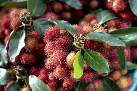 Pile of tropical rambutan fruits sold in the marketの写真素材