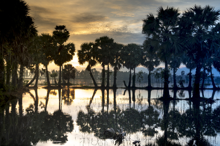 Beautiful landscape of nature with dramatic cloudscape, row of palm trees in silhouette reflect on the surface water of the river at sunrise at Tinh Bien , An Giang province, Mekong Delta, Vietnamの写真素材