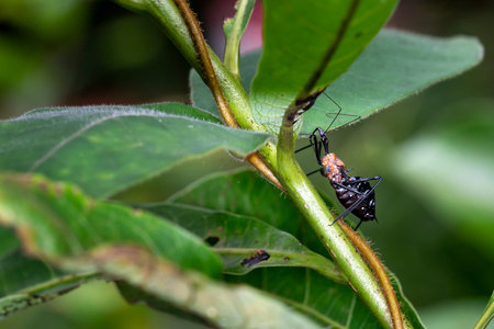 macro of little a insect on fresh green leaves