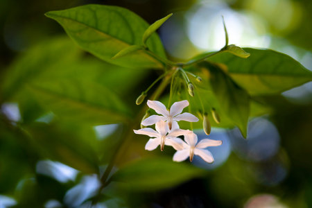 Close up Wrightia religiosa flower