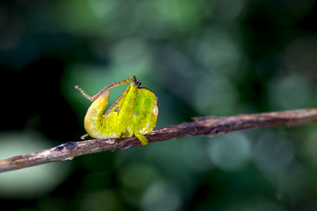 Long-horned grasshoppers, Tettigoniidaeの写真素材