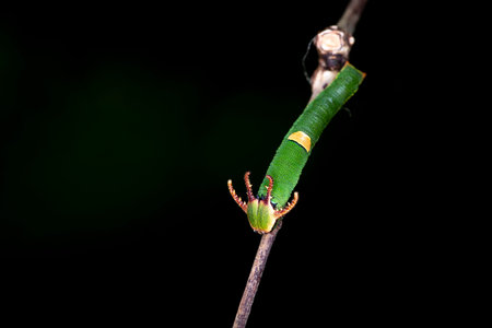 dragon worm on a dry branch