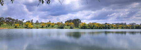 Season of Senna spectabilis flowers or Cassia excelsa, Cassia fastigiata bloomed in Bau Can tea plantation in Gia Lai province, Vietnam.の写真素材