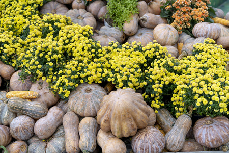 Haloween decorations. The arrangement of pumpkins Preparing for Halloween. Close-upの写真素材