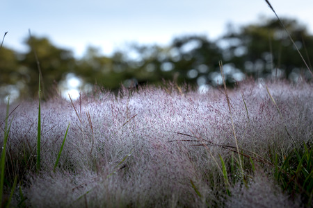 The colorful dew droplets on the grass after the rain. The concepts for background decorationの写真素材