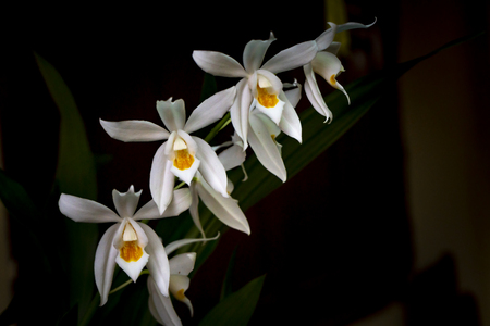 Dendrobium Orchids on the black backgroundの写真素材