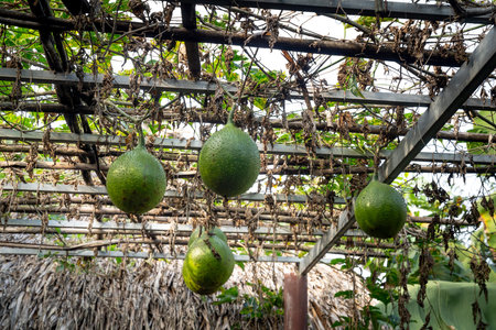 The green Gac fruit, Spiny Bitter Gourd or Sweet Gourd with the plant on steel rail. Fruits that are nutritious and herbal.Such as helps urinate, Treat Hemorrhoids.の写真素材