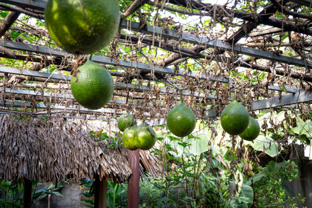 The green Gac fruit, Spiny Bitter Gourd or Sweet Gourd with the plant on steel rail. Fruits that are nutritious and herbal.Such as helps urinate, Treat Hemorrhoids.の写真素材