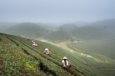 Long Coc tea hill, Phu Tho province, Vietnam - January 8, 2019: The women harvesting green tea on Long Coc tea hill in Phu Tho province, Vietnamの写真素材