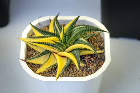 Close up of small cactus in the potsの写真素材