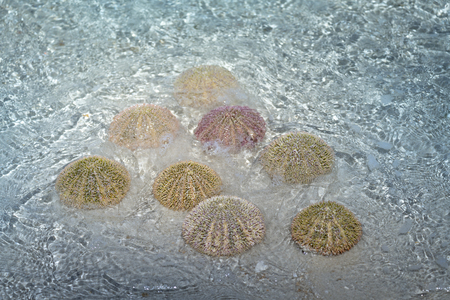 Colorful Sea Urchins On The Shore