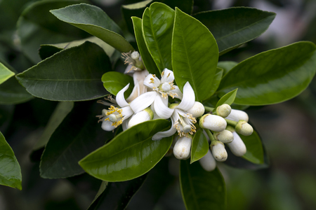 Beautiful pomelo flowers in blossom with green leavesの写真素材