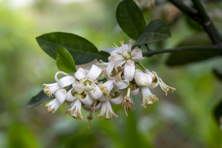 Beautiful pomelo flowers in blossom with green leavesの写真素材
