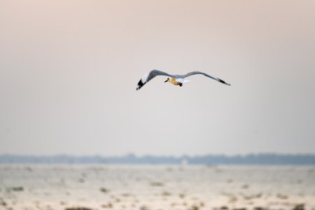 The Seagulls On Waterの写真素材