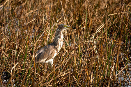 The Indian pond heron or paddy-bird (Ardeola grayii) a small heron in lagoon Cambodia