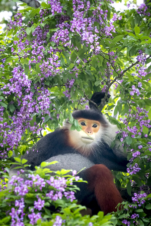 Pygathrix nemaeus in the season of the millettia flowers blossomed on the Son Tra peninsula, Da Nang, Vietnam. This is a small group of rare wild animals that live thereの写真素材