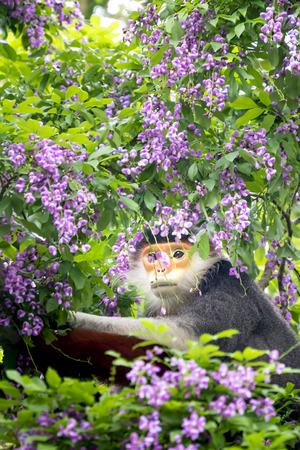 Pygathrix nemaeus in the season of the millettia flowers blossomed on the Son Tra peninsula, Da Nang, Vietnam. This is a small group of rare wild animals that live thereの写真素材