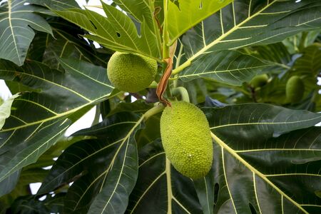 Breadfruits (Artocarpus altilis) hanging at the tree in the gardenの写真素材