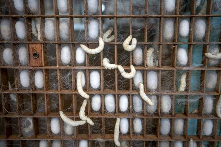 The larvae of the silkworm in the pupal phase are enclosed themselves in a cocoon made up of raw silk produced by the salivary glandsの写真素材