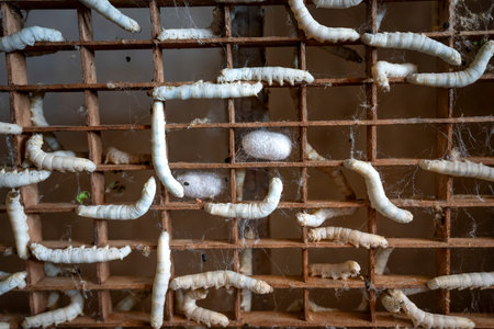 The larvae of the silkworm in the pupal phase are enclosed themselves in a cocoon made up of raw...