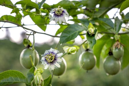 passion fruit on the trellis, passion fruit is the fruit of a number of plants in the Passiflora familyの写真素材