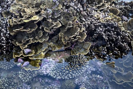Close-up underwater soft coral on the tropical coral reef at Hon Yen National Park in Phu Yen province, Vietnamの写真素材