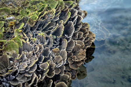 Close-up underwater soft coral on the tropical coral reef at Hon Yen National Park in Phu Yen...