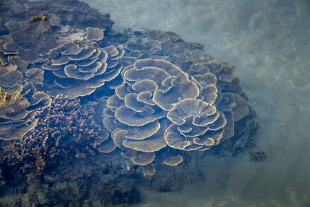 Close-up underwater soft coral on the tropical coral reef at Hon Yen National Park in Phu Yen...