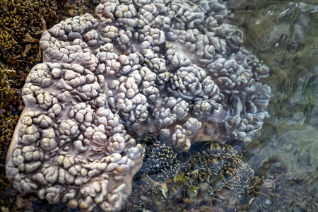 Close-up underwater soft coral on the tropical coral reef at Hon Yen National Park in Phu Yen...