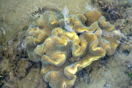 Close-up underwater soft coral on the tropical coral reef at Hon Yen National Park in Phu Yen province, Vietnamの写真素材