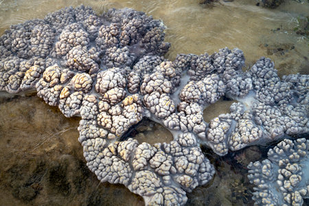 Close-up underwater soft coral on the tropical coral reef at Hon Yen National Park in Phu Yen province, Vietnamの写真素材