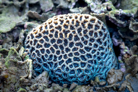 Close-up underwater soft coral on the tropical coral reef at Hon Yen National Park in Phu Yen...