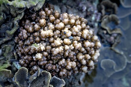 Close-up underwater soft coral on the tropical coral reef at Hon Yen National Park in Phu Yen province, Vietnamの写真素材