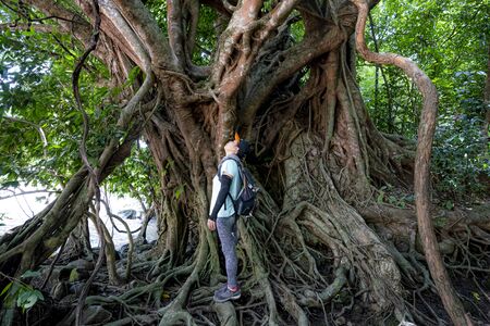 Nam Cat Tien National Park, Dong Nai Province, Vietnam, August 17, 2019: Female visitors visit Ficus Tree , ficus benjamina in the nature reserve of Nam Cat Tien National Park, Vietnamのeditorial素材