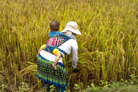Lai Chau Province, Vietnam - September 20, 2019: ethnic minority women are harvesting rice in a field in Lai Chau Province, Vietnamのeditorial素材