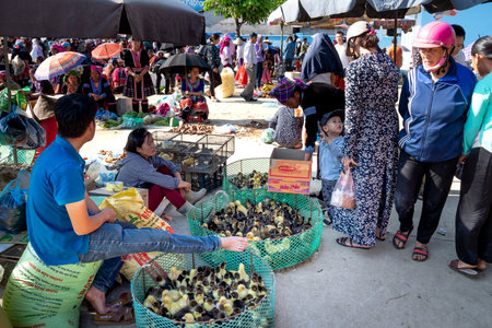 San Thang Market, Lai Chau Province, Vietnam - September 22, 2019: Ethnic minority people buy and sell cattle and poultry at San Thang traditional market in Lai Chau province, Vietnamのeditorial素材
