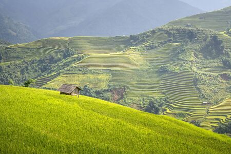 Paddy rice terraces with ripe yellow rice. Agricultural fields in countryside area of Mu Cang Chai, Yen Bai, mountain hills valley in Asia, Vietnam. Nature landscape backgroundの写真素材