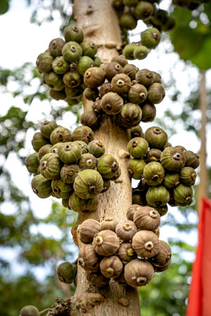Figs fruits are sweet fruits soft skin