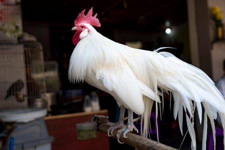 The chicken is white with a long tailの写真素材