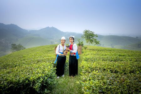 Pu Luong commune, Thanh Hoa province, Vietnam - October 1, 2019: Dao ethnic minority women harvest green tea on Long Coc tea hill in Phu Tho province, Vietnamのeditorial素材
