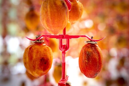 Fresh persimmons are dried in Da Lat, Vietnam by hanging them on a rig and placed in an airtight houseの写真素材
