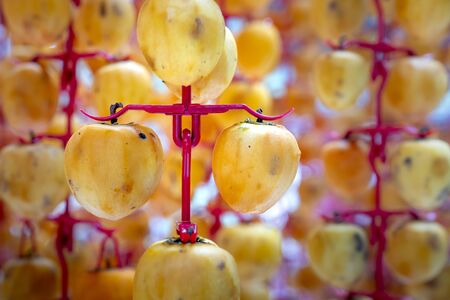 Fresh persimmons are dried in Da Lat, Vietnam by hanging them on a rig and placed in an airtight houseの写真素材