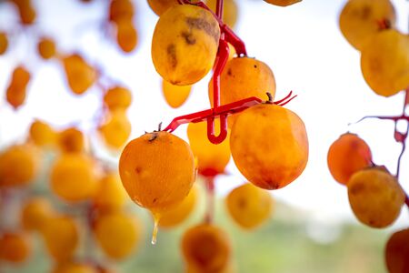 Fresh persimmons are dried in Da Lat, Vietnam by hanging them on a rig and placed in an airtight houseの写真素材