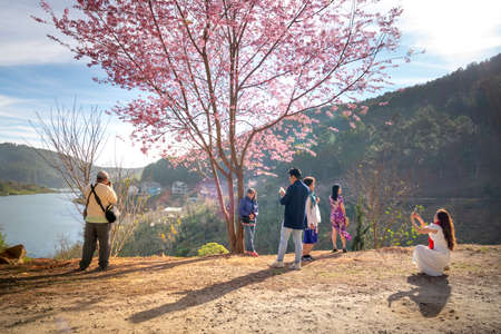 Spring, Dalat town, Vietnam - January 5, 2020: Spring arrives in Dalat city, cherry blossoms bloom everywhere, everyone is excited to take photos to capture the moment of springのeditorial素材