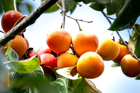 persimmons fruit on a branch tree. Sweet persimmons and astringent persimmons.の写真素材