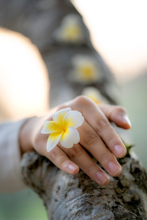 Fragipane flowers on the girl handの写真素材