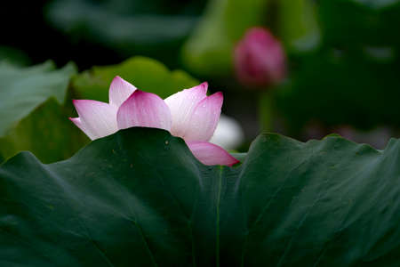 A flowering lotus with the background of green leaves in the early morningの写真素材