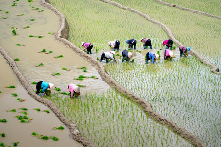 Mu Cang Chai, Yen Bai Province, Vietnam - May 30, 2020 - Farmers work on the rice terrace